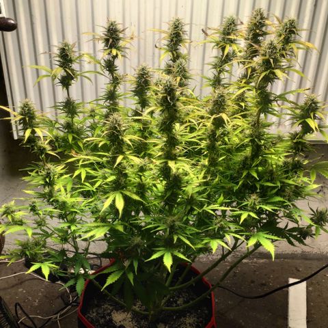 AK472 Autoflow growlog timeline photo