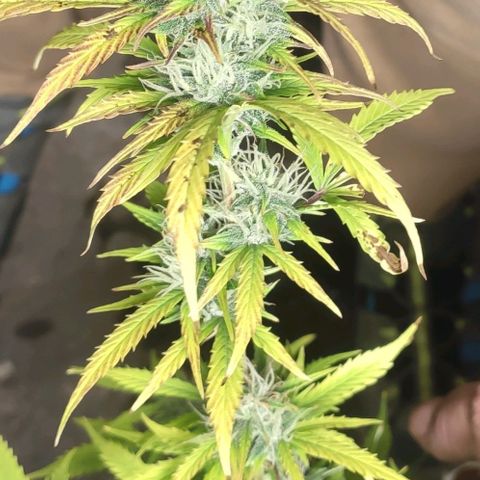 AK472 Autoflow growlog timeline photo