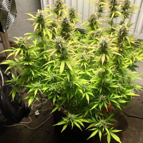 AK472 Autoflow growlog timeline photo