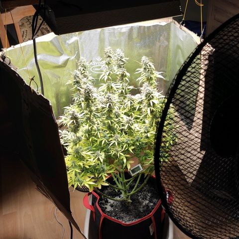 AK472 Autoflow growlog timeline photo