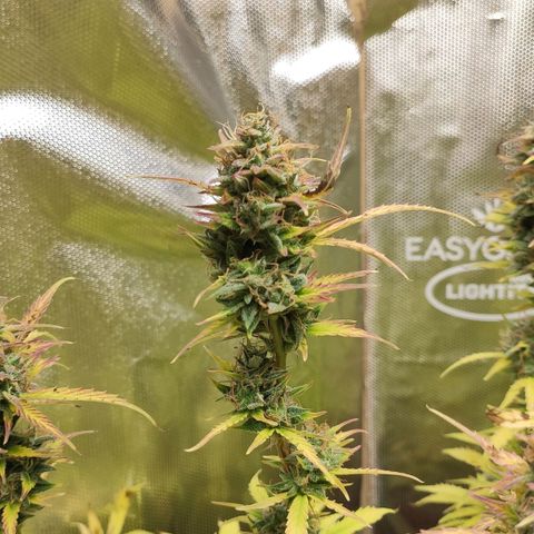 AK472 Autoflow growlog timeline photo