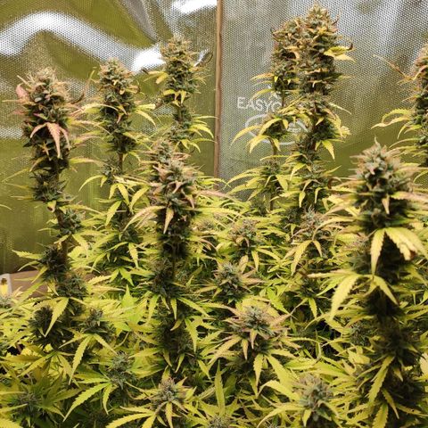 AK472 Autoflow growlog timeline photo