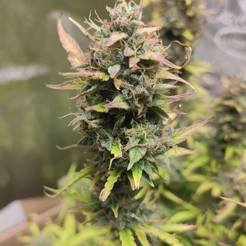 AK472 Autoflow growlog timeline photo