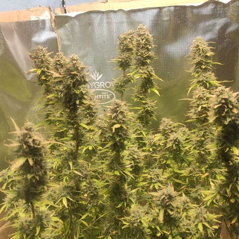 AK472 Autoflow growlog timeline photo