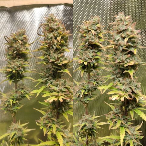 AK472 Autoflow growlog timeline photo