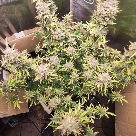 AK472 Autoflow growlog timeline photo
