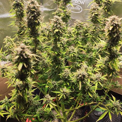 AK472 Autoflow growlog timeline photo