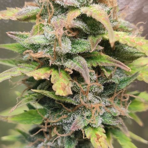 AK472 Autoflow growlog timeline photo