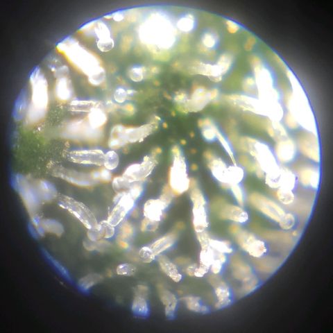 AK472 Autoflow growlog timeline photo