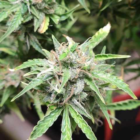 AK472 Autoflow growlog timeline photo