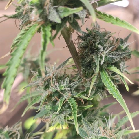 AK472 Autoflow growlog timeline photo