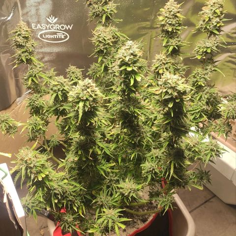 AK472 Autoflow growlog timeline photo