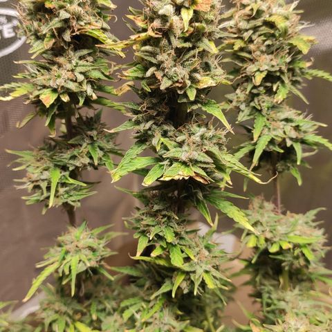 AK472 Autoflow growlog timeline photo