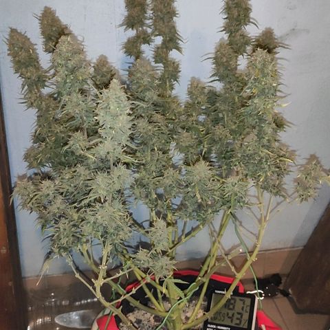 AK472 Autoflow growlog timeline photo