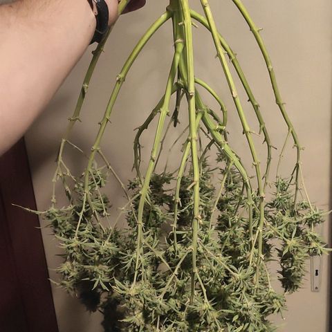 AK472 Autoflow growlog timeline photo