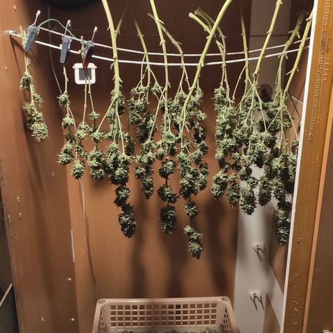 AK472 Autoflow growlog timeline photo