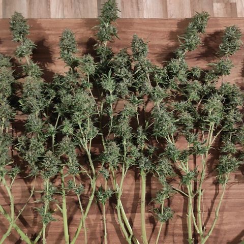 AK472 Autoflow growlog timeline photo
