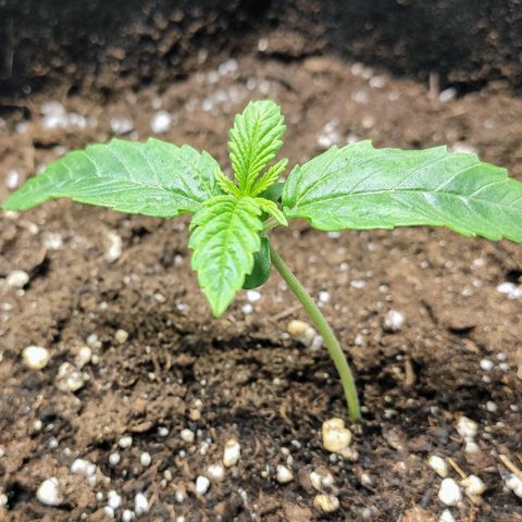 AK482 Automatic growlog timeline photo
