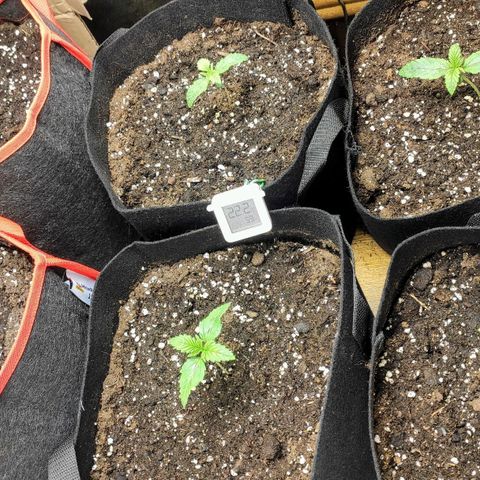 AK482 Automatic growlog timeline photo
