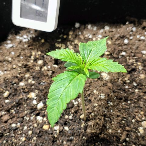 AK482 Automatic growlog timeline photo