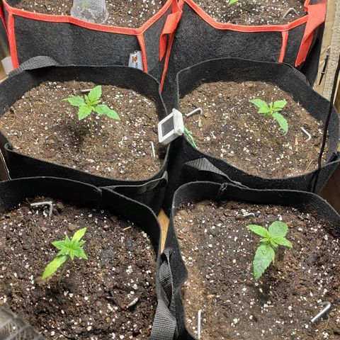 AK482 Automatic growlog timeline photo