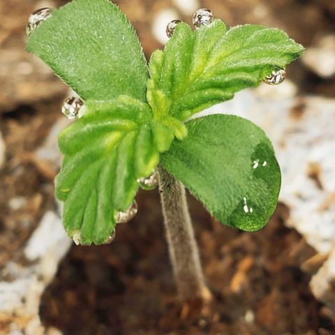 AK482 Automatic growlog timeline photo