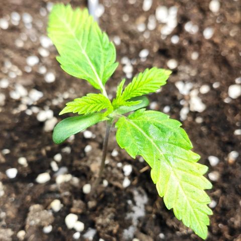 AK482 Automatic growlog timeline photo