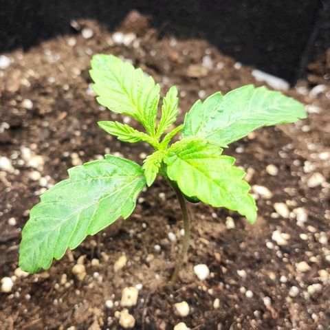 AK482 Automatic growlog timeline photo