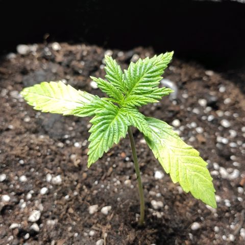 AK482 Automatic growlog timeline photo