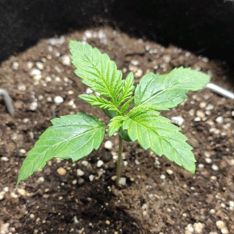 AK482 Automatic growlog timeline photo