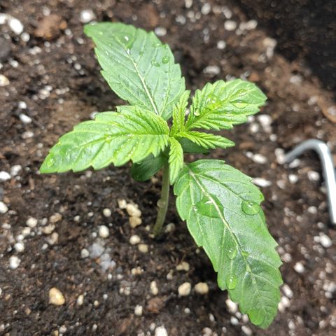 AK482 Automatic growlog timeline photo