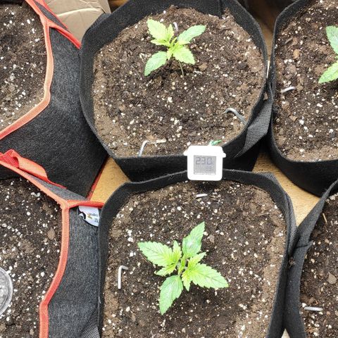 AK482 Automatic growlog timeline photo