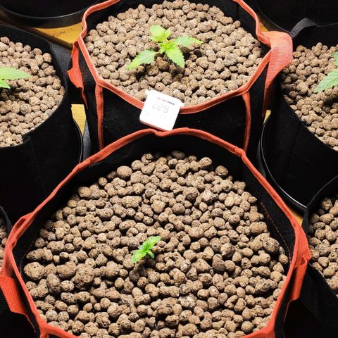 AK482 Automatic growlog timeline photo