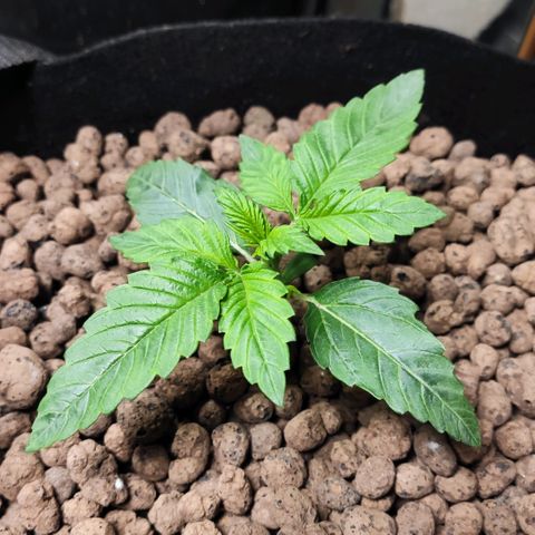 AK482 Automatic growlog timeline photo
