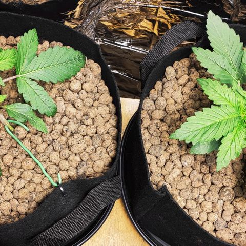 AK482 Automatic growlog timeline photo