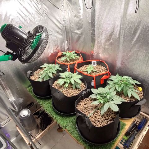 AK482 Automatic growlog timeline photo