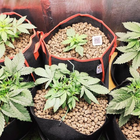 AK482 Automatic growlog timeline photo