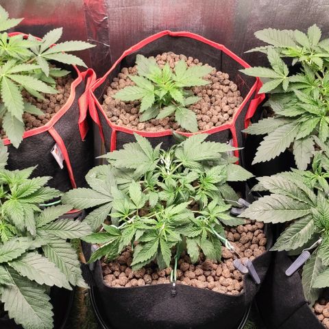 AK482 Automatic growlog timeline photo