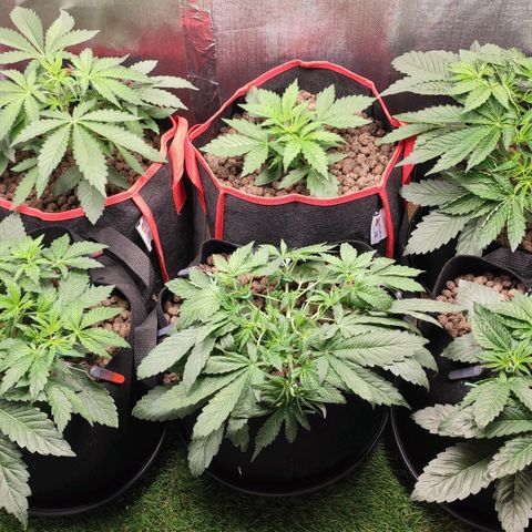 AK482 Automatic growlog timeline photo