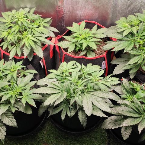 AK482 Automatic growlog timeline photo