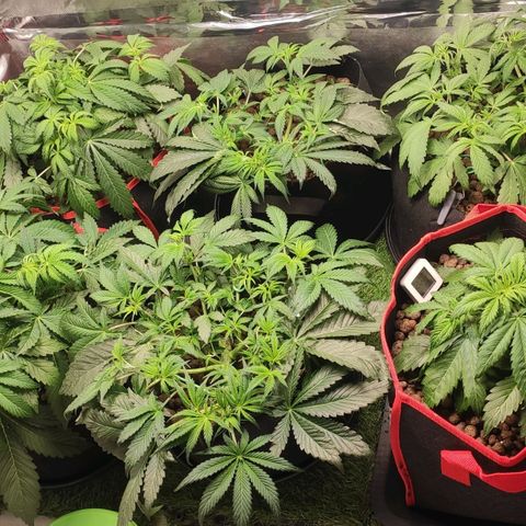 AK482 Automatic growlog timeline photo