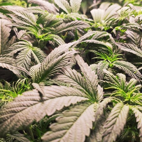 AK482 Automatic growlog timeline photo