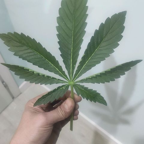 AK482 Automatic growlog timeline photo