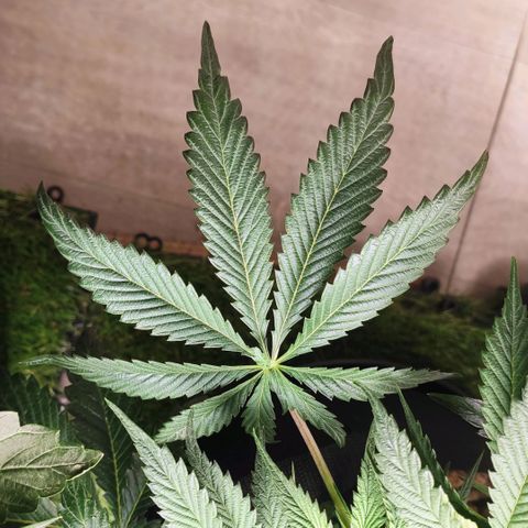 AK482 Automatic growlog timeline photo