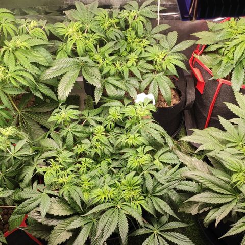 AK482 Automatic growlog timeline photo