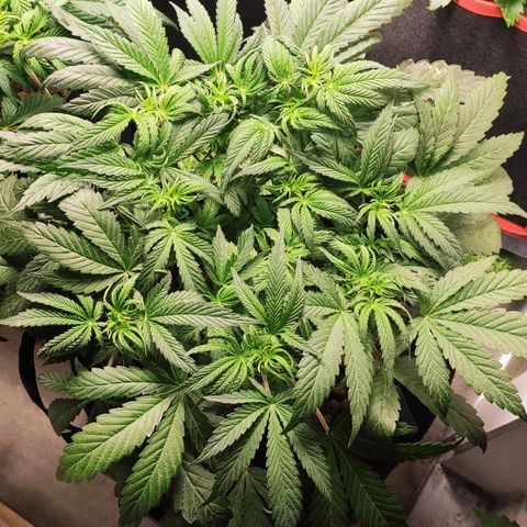 AK482 Automatic growlog timeline photo