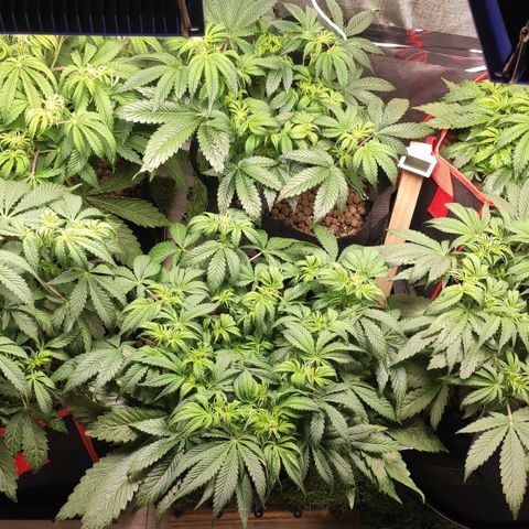 AK482 Automatic growlog timeline photo