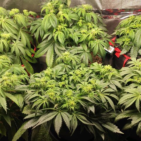 AK482 Automatic growlog timeline photo