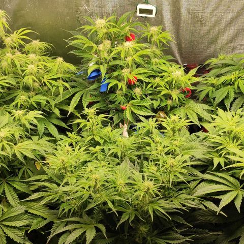 AK482 Automatic growlog timeline photo