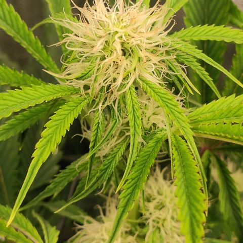 AK482 Automatic growlog timeline photo